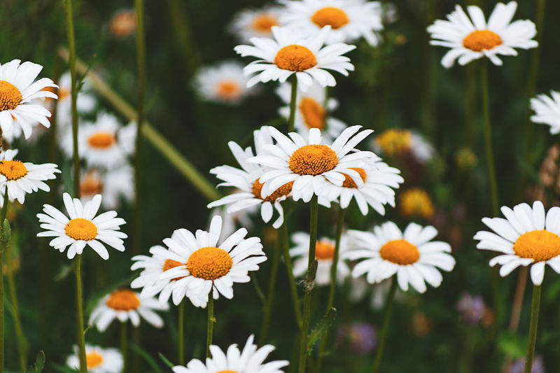 White daisies in the grass, summer