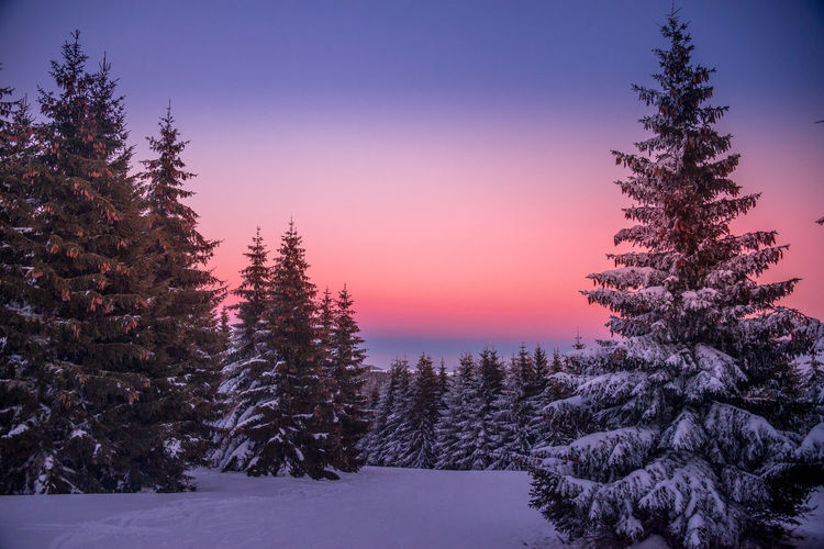Snow covered pine trees in forest against sky during sunset