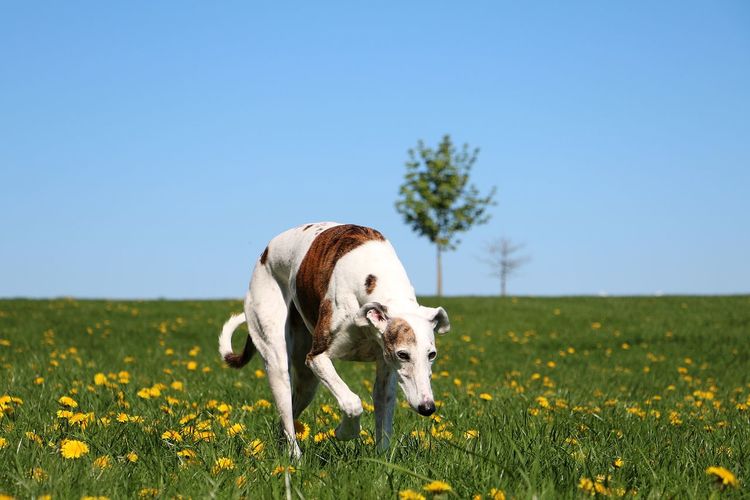 View of dog on field against clear sky