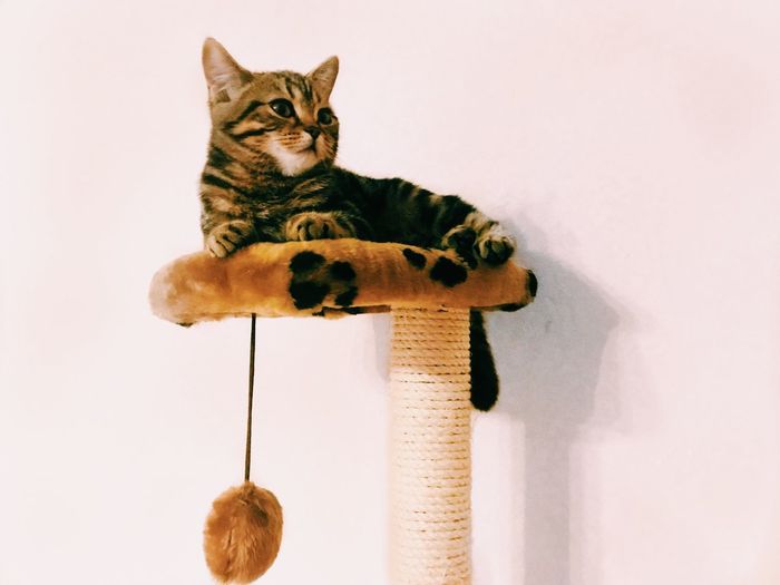 Close-up of cat sitting on floor