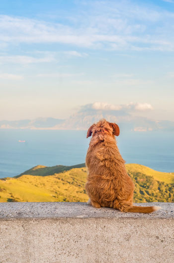 Lonely dog sitting turned backwards and watching on gibraltar strait