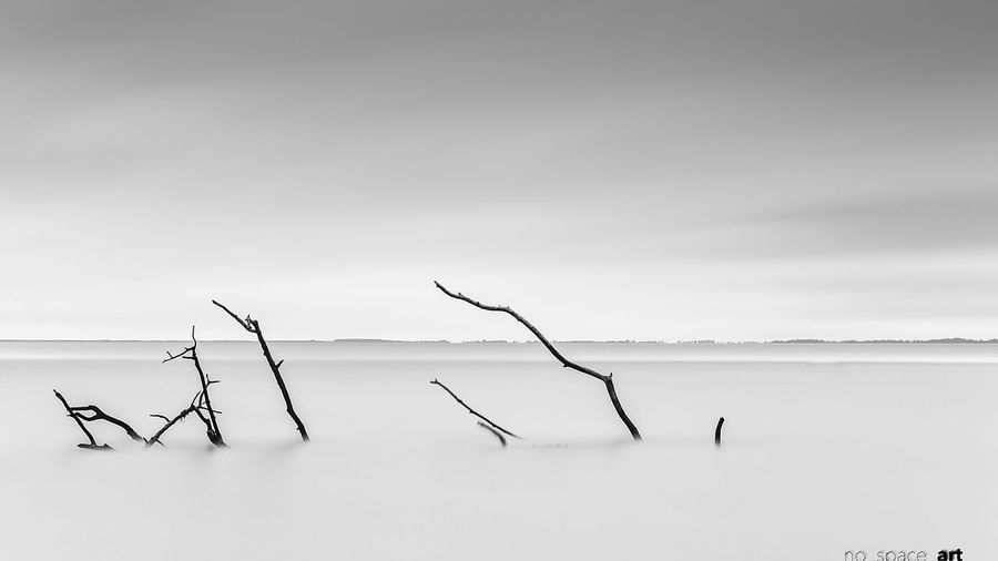 Bare tree in calm sea against sky