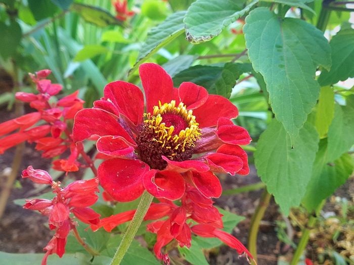 Close-up of red flower blooming outdoors