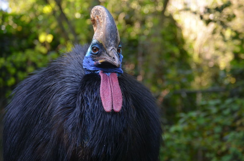 Close-up portrait of cassowary