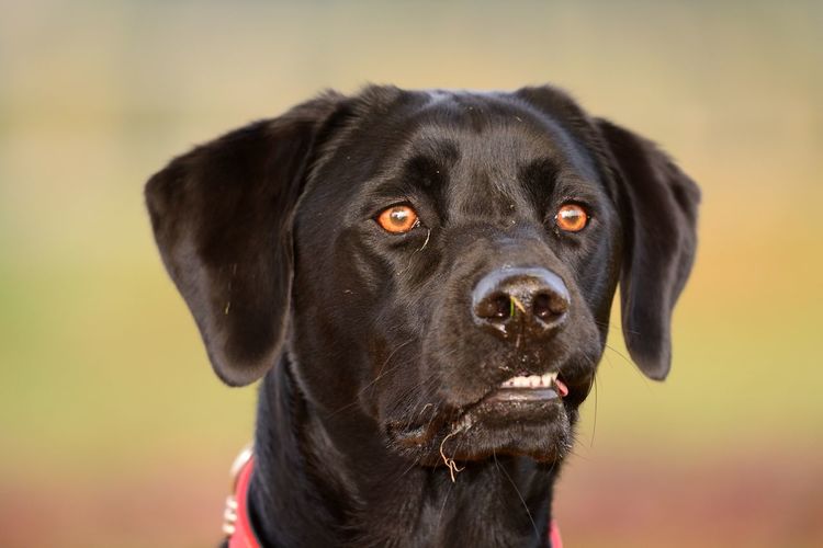 Close-up of alert black dog