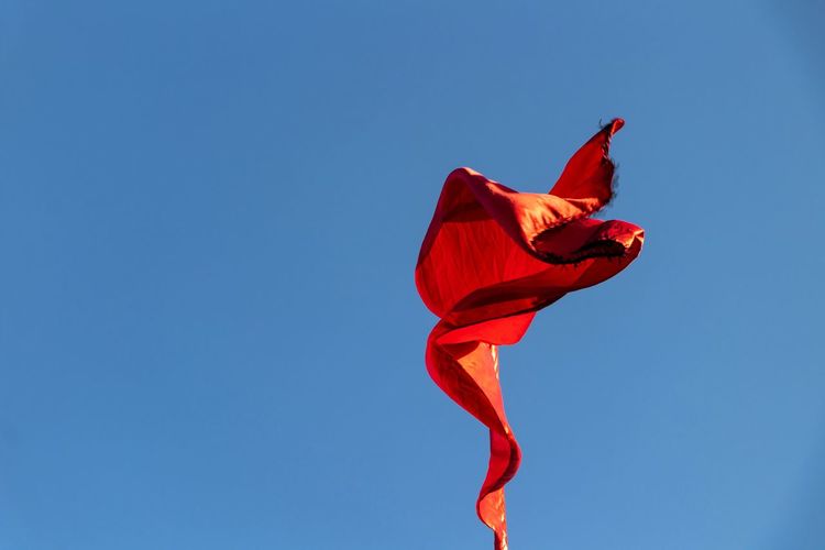 Low angle view of red rose against blue sky