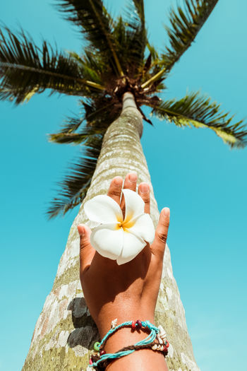 Low angle view of woman holding flower by tree against sky