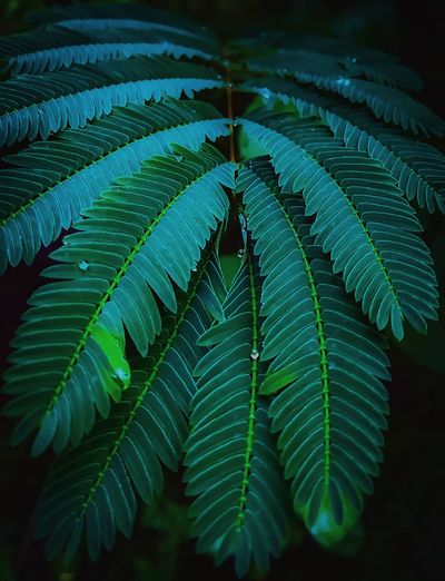 Close-up of green leaves