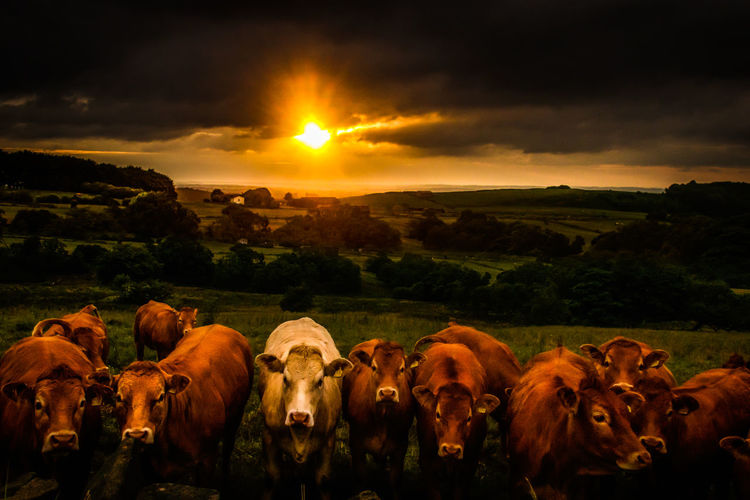 Cows on landscape against sky during sunset