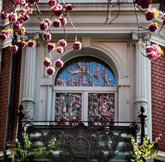 Flowers blooming against house