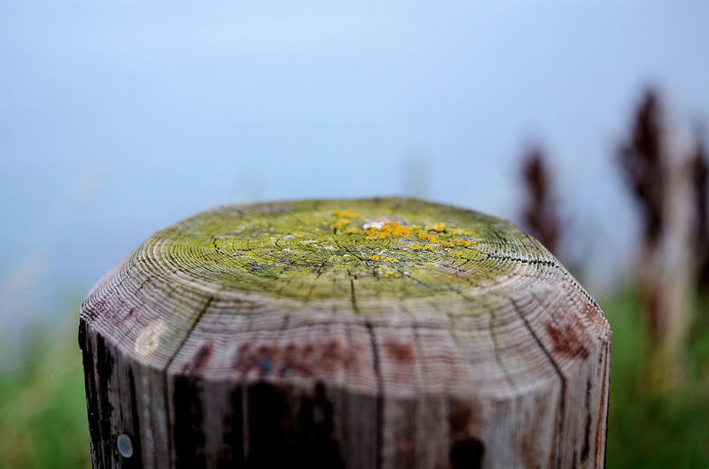 Close-up of moss growing on wooden post against sky