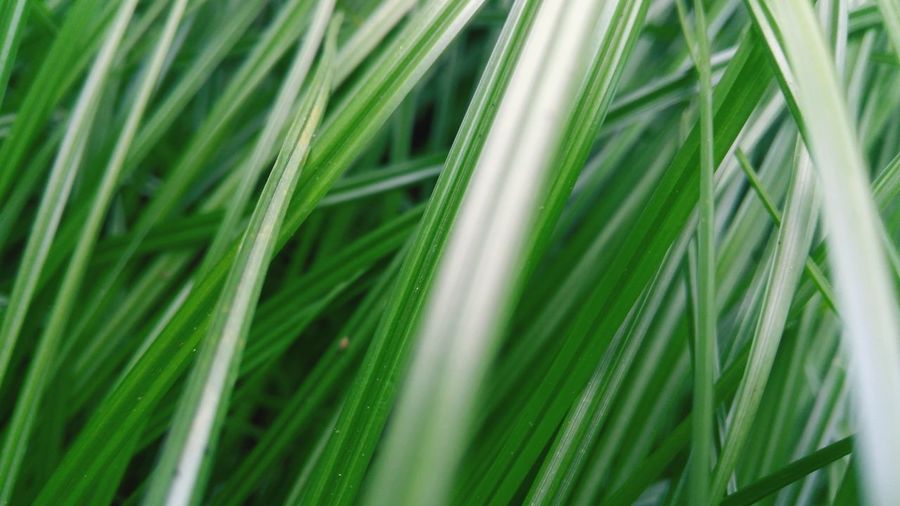 Close-up of fresh green grass in field
