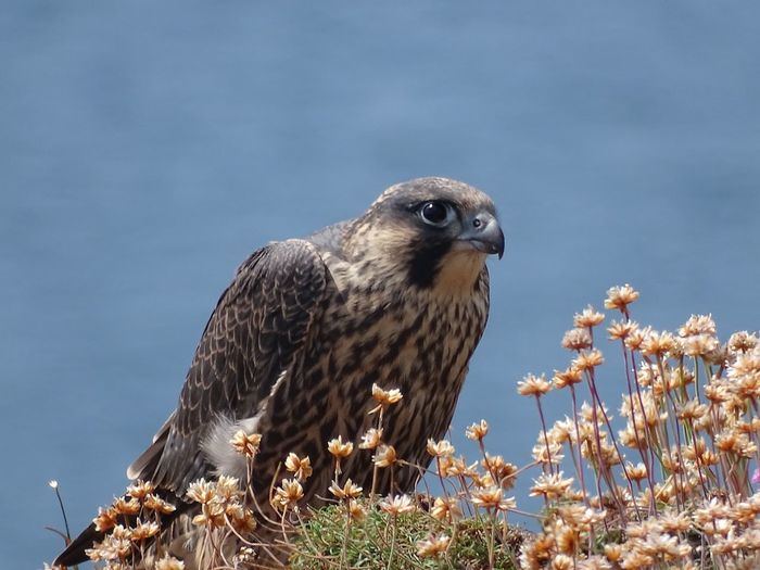Close-up of peregrine falcon