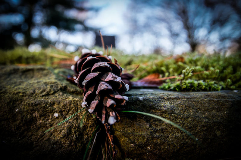 Close-up of pine cone  outdoors