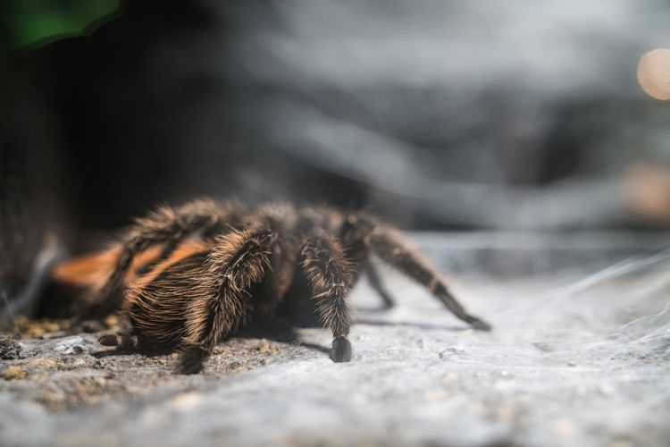 Legs of jumping spider