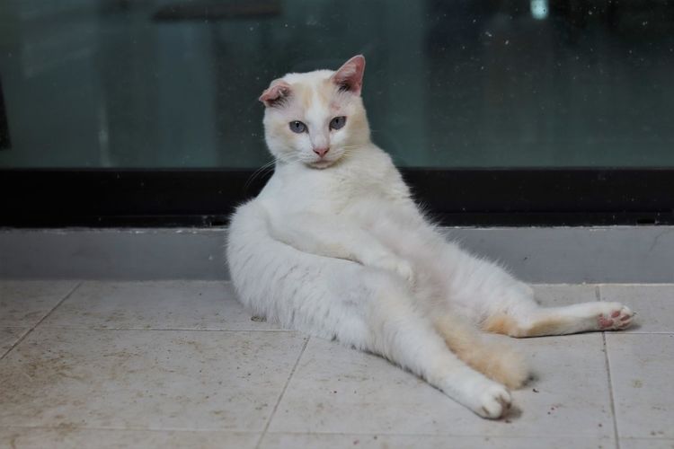 Close-up of white cat sitting on tiled floor