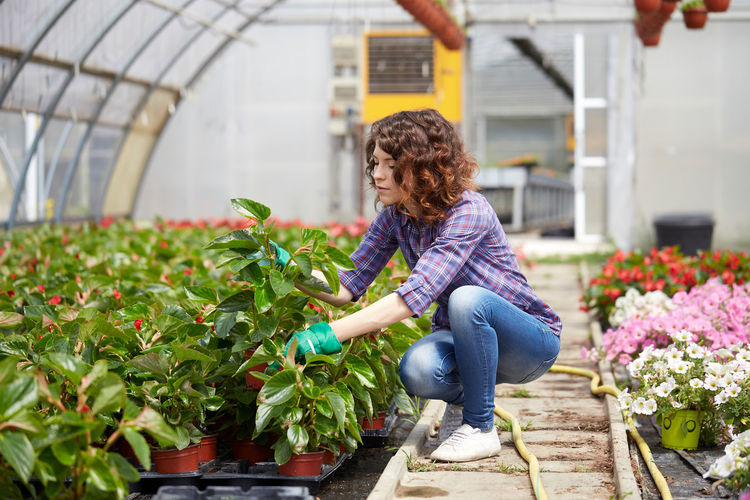 Woman holding flower pot at greenhouse