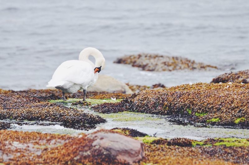 Close-up of bird perching on shore