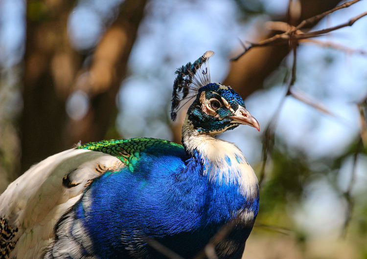 Portrait of s peacock, partly white colour mutation