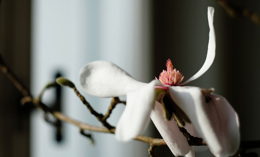 Close-up of white flowering plant
