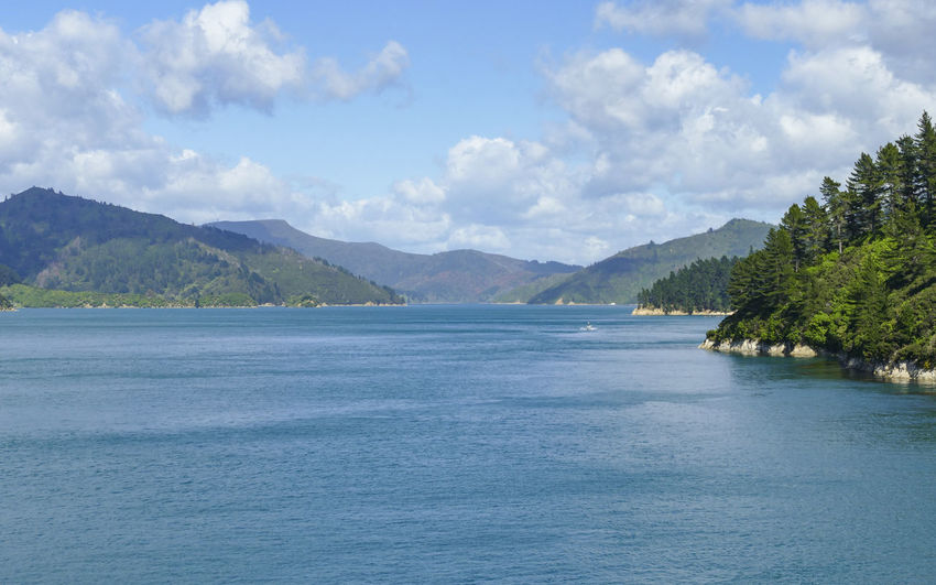 Coastal impression at queen charlotte sound in new zealand
