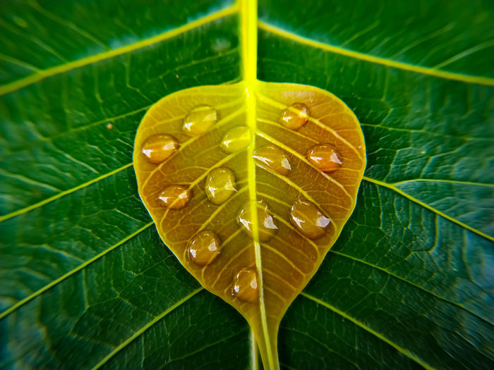 Close-up of raindrops on leaves