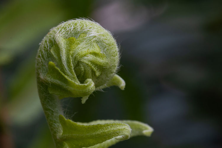 Close-up of fern leaf in rhe park