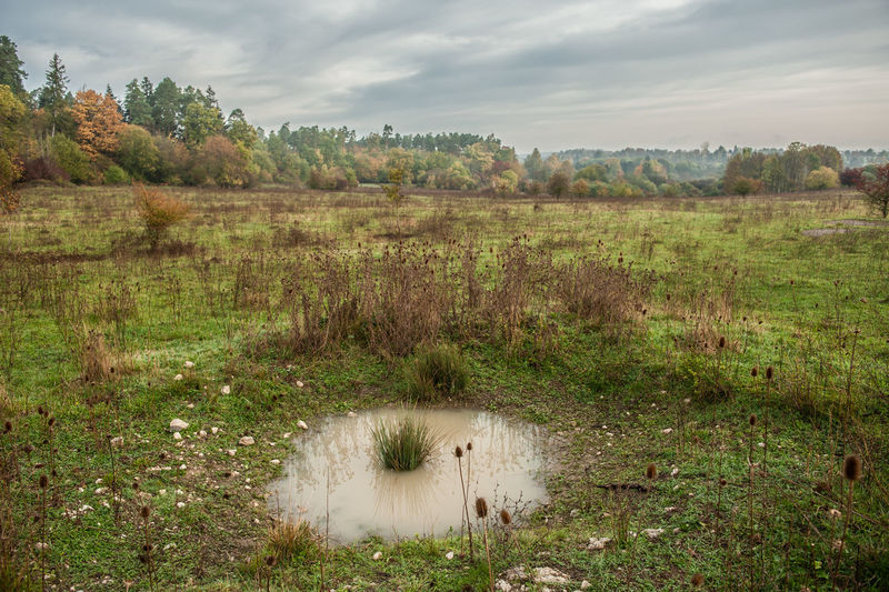 Muddy pond in moorland with trees and cloudy sky