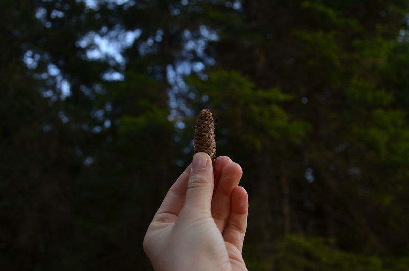 Close-up of hand holding pine cone