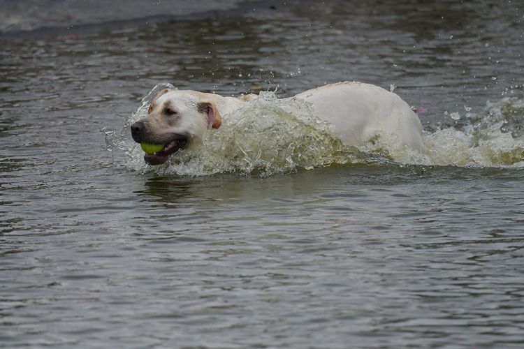 Dog swimming in lake