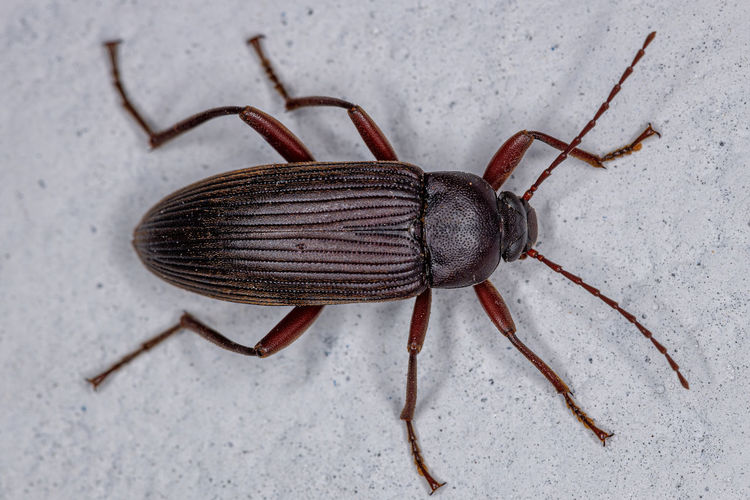 High angle view of insect