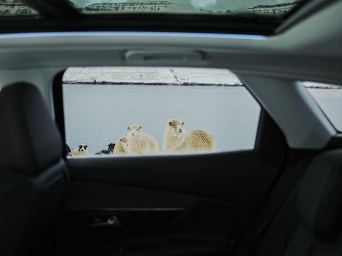Inside car looking out through window at sheep in the faroe islands