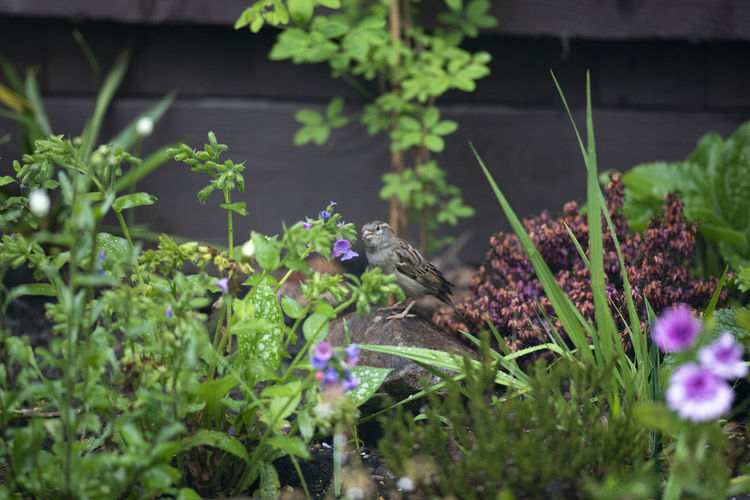 View of bird perching on flower pot