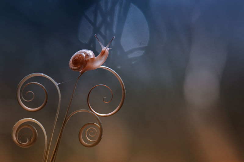 Snail on the stalk