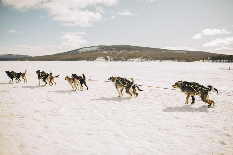 Huskies dogsledding on snow during winter