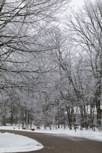 Snow covered bare trees on land