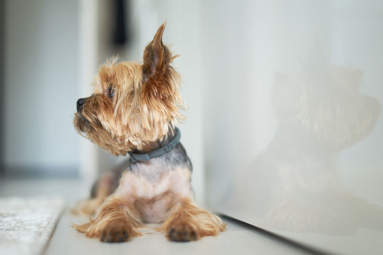 Portrait of a dog at home