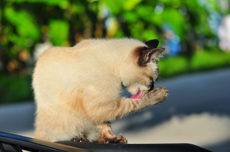 Close-up of cat sitting on car