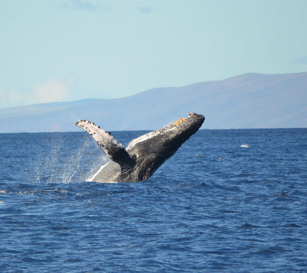 Whale breaching against sky