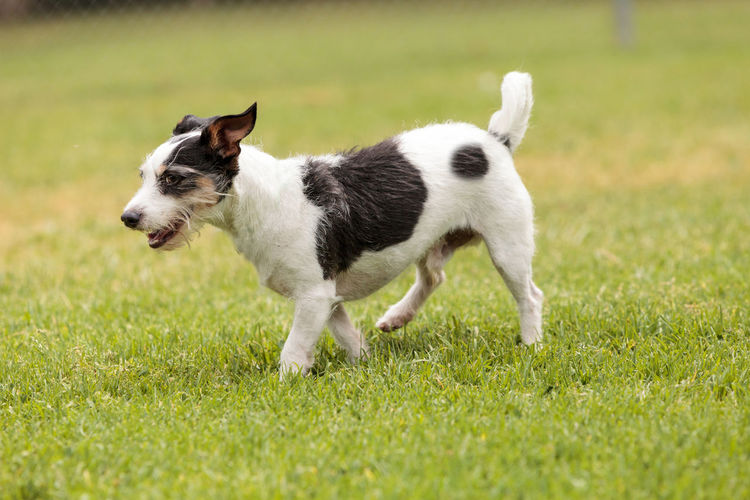 Terrier dog mix plays in a dog park in summer.