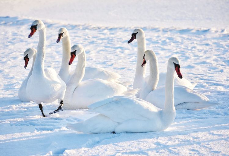 Swans on snow
