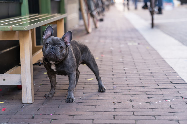 Alone grey french bulldog waiting patiently on his owner boss outside shop in street with copy space