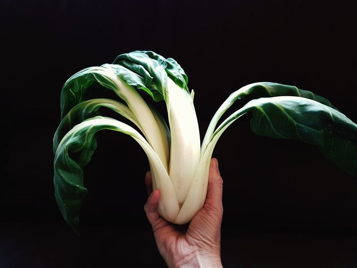 Cropped hand holding leaf vegetable against black background