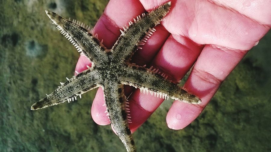 Starfish at hand in ahuy iloilo