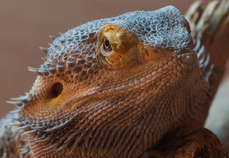 Close-up of bearded dragon