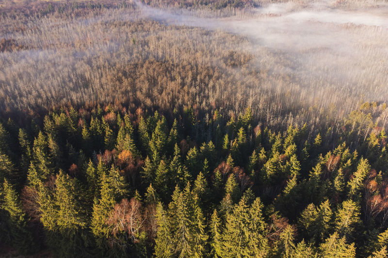 Late autumn aerial view of foggy woods