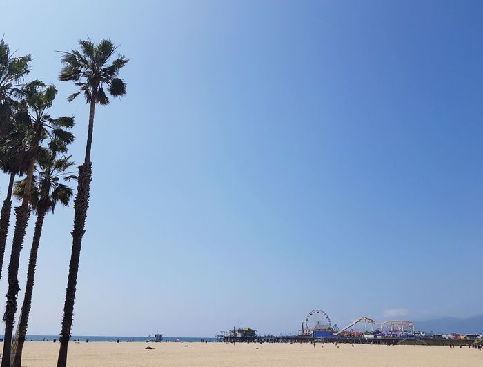 Palm trees looking looking to the santa monica pier 