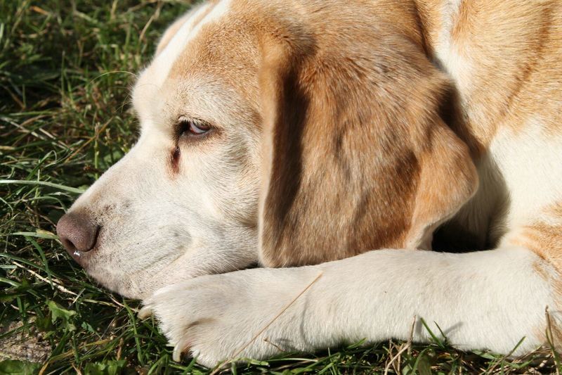 Close-up of dog resting on grass