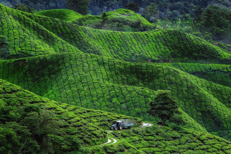 High angle view of  tea trees growing on land