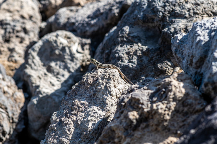 Full frame shot of lizard on rock